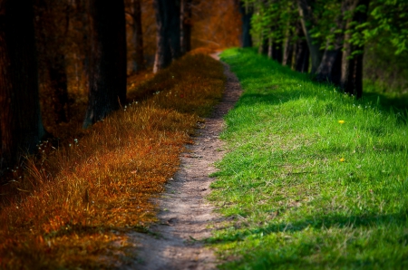 Simply Beautiful - autumn, trees, park, path, autumn splendor, road, spring, nature, forest, walk, leaves