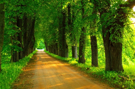 Green Nature - nature, trees, forest, walk, park, road, path, spring