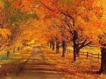 Tree-Lined Autumn Road