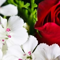 Red Rose and White Flowers