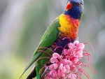 Parrot on Flower