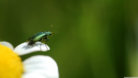 beetle on flower - insect, white, flower, beetle