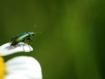 beetle on flower