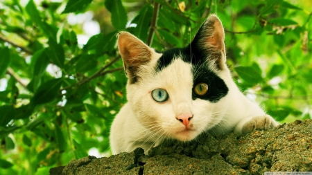 black eyed cat - leaf, cat, feline, kitten