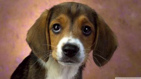 beagle puppy eyes - puppy, beagle, cute, dog