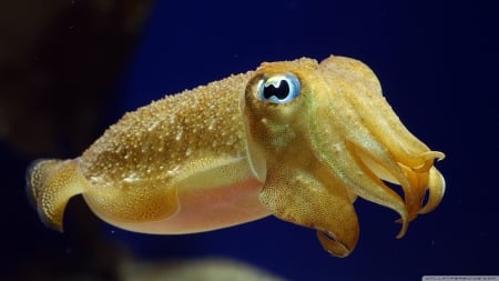 cuttlefish - sea, yellow, blue, cuttlefish