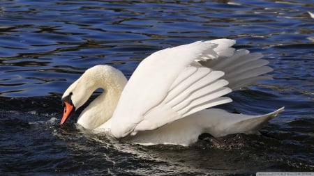 swan - white, swan, water, bird