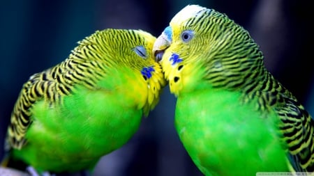 budgies - bird, budgie, yellow, green