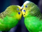 budgies