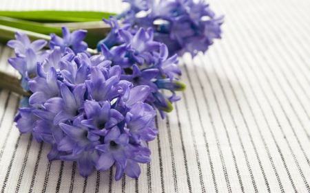 Beautiful Flowers - flowers, purple, petals, bloom