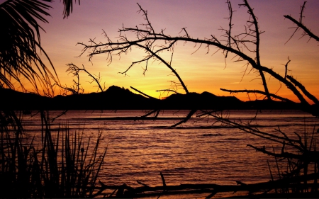 sunset - tree, ocean, sunset, grass