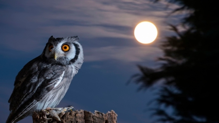 The Night Bird Owl - moon, trees, night, animal, owl, bird