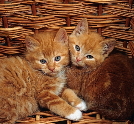 Ginger kittens-in a wicker basket - basket, ginger kittens, animals, cats