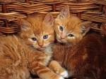 Ginger kittens-in a wicker basket