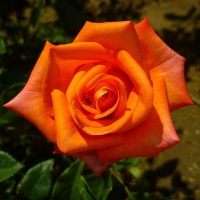 Lovely Orange Rose