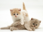 Cute Persian cross kittens