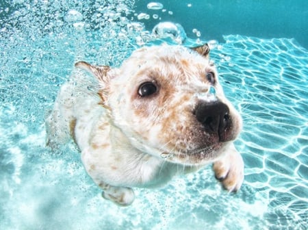 PHOTOGRAPHER TEACHES DOGS TO SWIM - animal, photo, swimming, dog