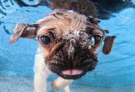 PHOTOGRAPHER TEACHES DOGS TO SWIM - photo, animal, swimming, dog