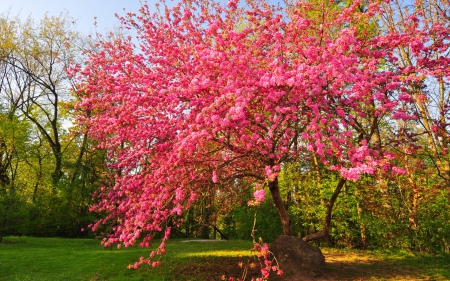 Pink Spring - bloom, Park, garden, spring, tree, sky