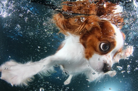 PHOTOGRAPHER TEACHES DOGS TO SWIM - animal, photo, swimming, dog