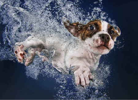 PHOTOGRAPHER TEACHES DOGS TO SWIM - animal, photo, swimming, dog