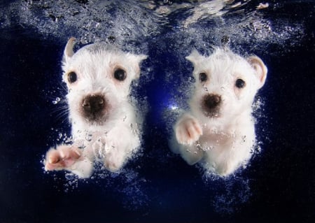 PHOTOGRAPHER TEACHES DOGS TO SWIM - photo, animal, swimming, dog