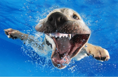 PHOTOGRAPHER TEACHES DOGS TO SWIM - ANIMAL, PHOTO, SWIMMING, DOG