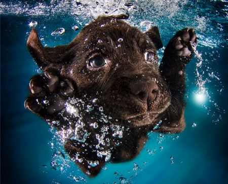 PHOTOGRAPHER TEACHES DOGS TO SWIM - ANIMAL, PHOTO, SWIMMING, DOG