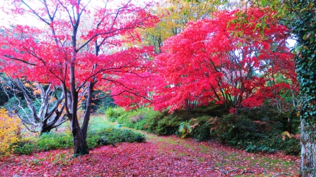 Pink Autumn - fall, maple, park, leaves, colors, tree, path