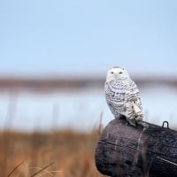 Snowy owl