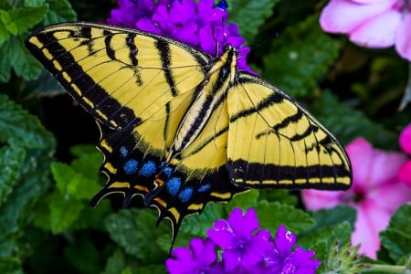 Butterfly - flowers, yellow, butterfly, nature