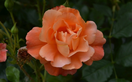 Peach-Colored Rose - roses, flowers, peach-colored rose, nature