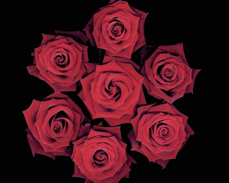 Red Roses