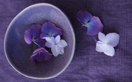 Petals in a Bowl - flowers, purple, bowl, petals