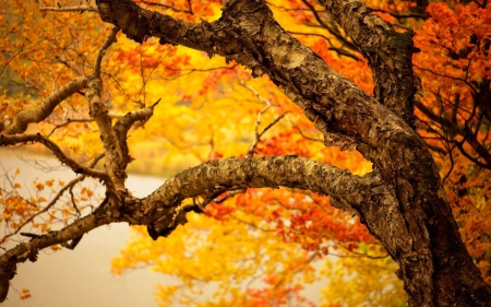 Autumn Tree - nature, autumn, trees, orange, gold