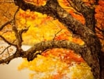 Autumn Tree