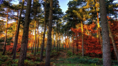 Autumn in the Forest - nature, autumn, forests, trees