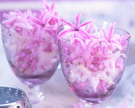 Hyacinth Flowers in Wine Glass