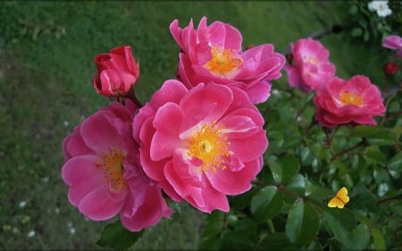 Pink Wild Roses - flowers, roses, nature, wild roses, pink