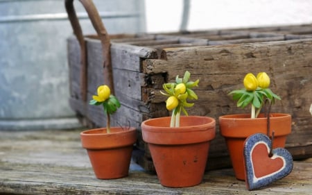 Ranunculus in Clay Pots - pots, Ranunculus, clay, wood