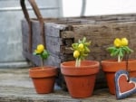 Ranunculus in Clay Pots