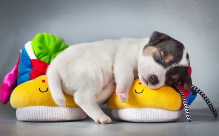 Sleeping Puppy - animals, dogs, puppies, sleeping puppy, shoes, slippers, sleeping