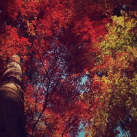 Tall Autumn Trees