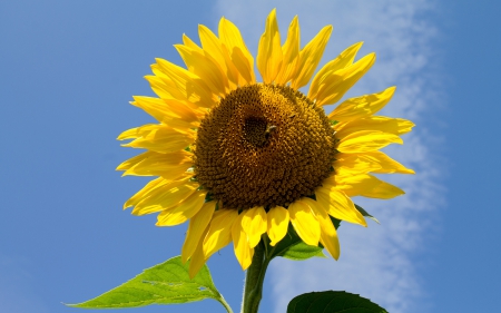 Sunflower - sunflower, nature, flowers, yellow