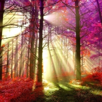 Sun Shining through Red Autumn Forest