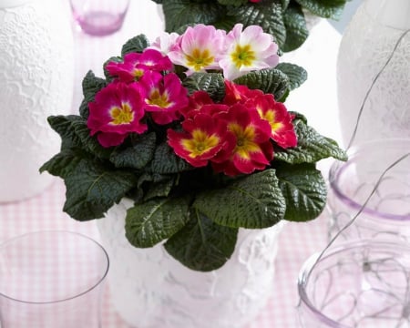 Beautiful Primulas - primulas, flowers, glass, bloom