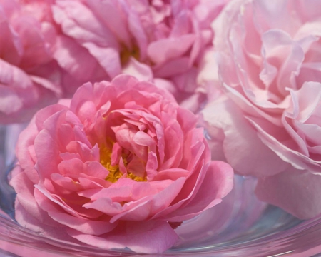 Beautiful Pink Flowers - flowers, petals, pink, bloom