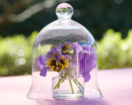 Beautiful Pansies - flowers, Pansies, glass, cloche