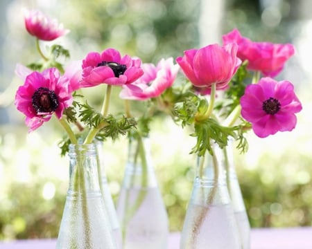 Beautiful Anemones - flowers, anemones, pink, bottles