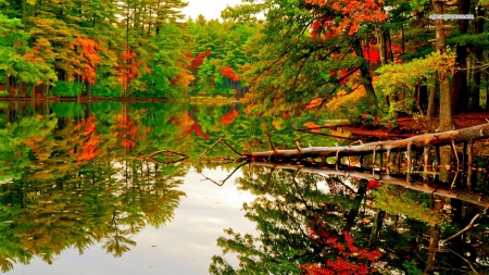 Pond Reflection in Autumn Forest - reflections, nature, autumn, forests, ponds